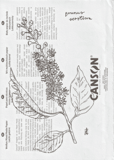 plant-prunus-serotina-2025